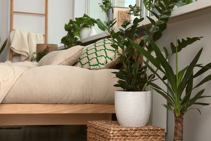 Comment les plantes peuvent-elles aider à réguler la température et l’humidité dans la chambre pour un sommeil plus confortable ?